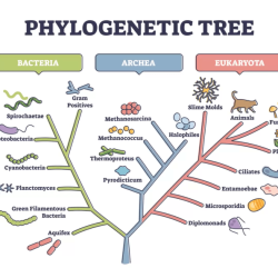 Phylogeny and the tree of life chapter 26