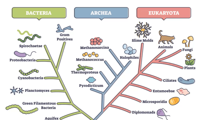 Phylogeny and the tree of life chapter 26