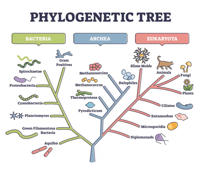 Phylogeny and the tree of life chapter 26