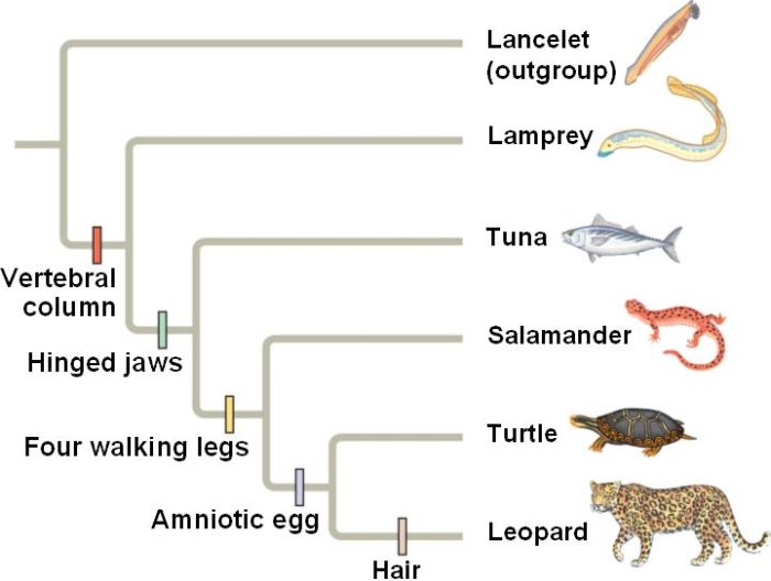 Porifera phylogeny animal tree phylum life phylogenetic sponges position diversity modern digitalatlasofancientlife fossil