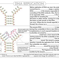 Dna and replication worksheet answers