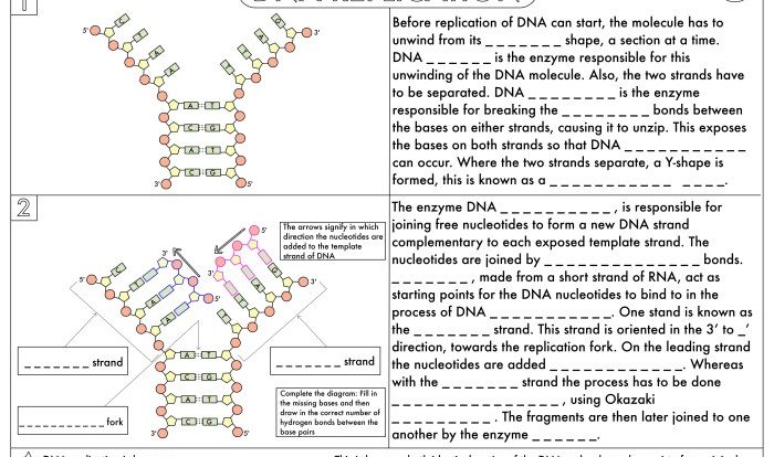 Dna and replication worksheet answers