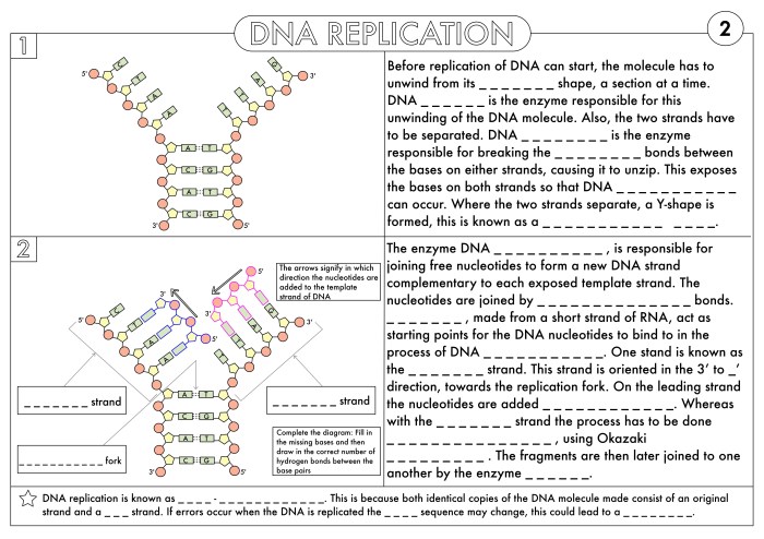 Dna and replication worksheet answers