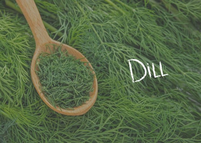 Dill weed vs seed spiceography