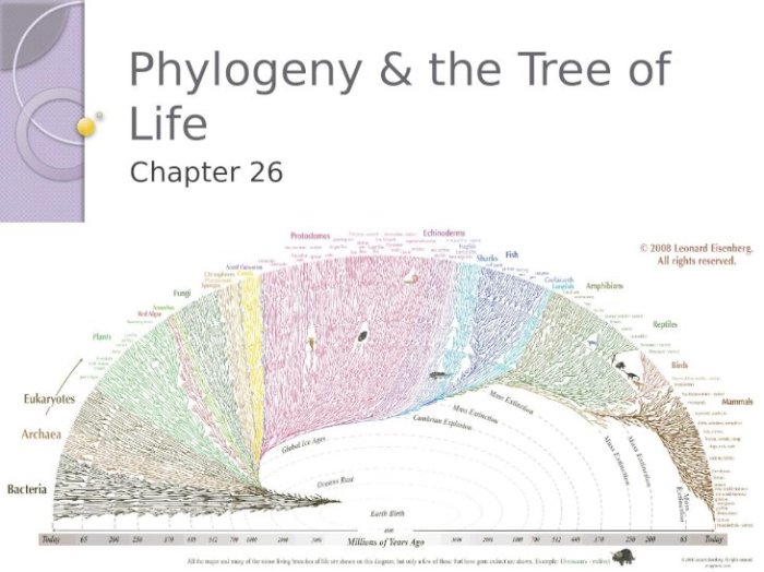 Phylogeny and the tree of life chapter 26