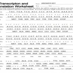 Protein synthesis activity answer key