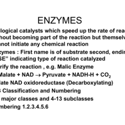 Which of the following is true concerning enzymes