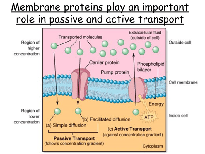 All of the following describe transport proteins except