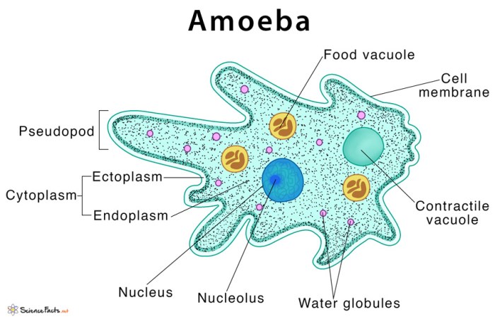 Color the cellular structures of the ameba answer key