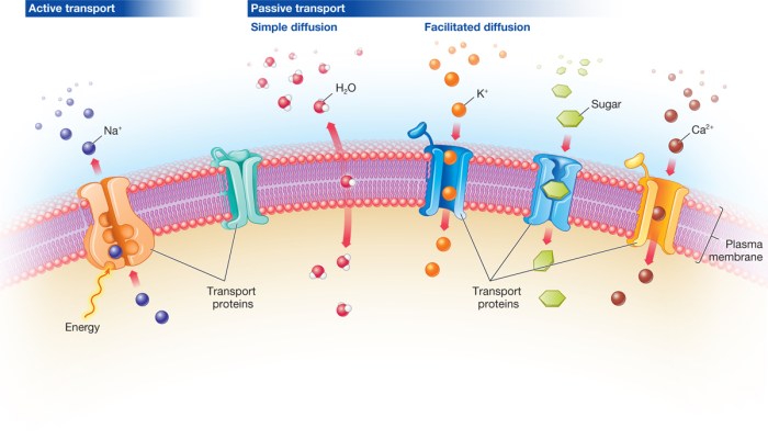 Membrane active proteins acids nucleic correctly homeworklib peripheral