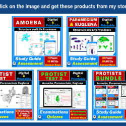 Color the cellular structures of the ameba answer key