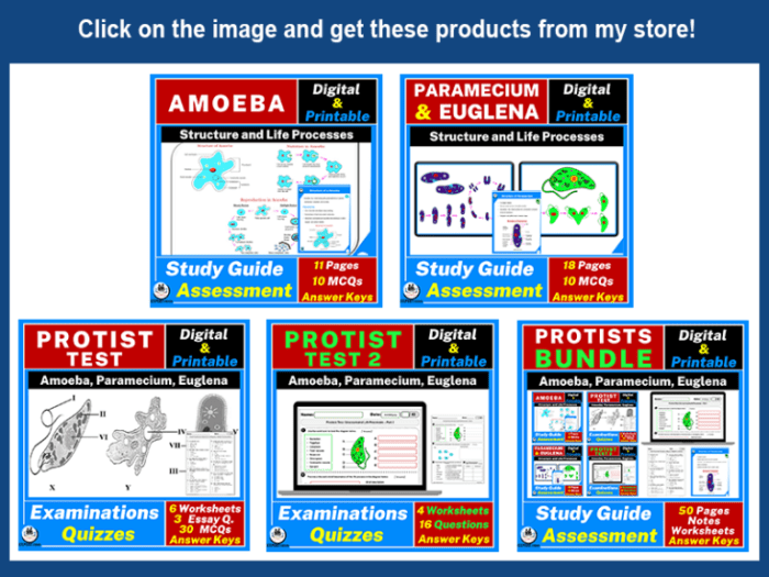 Color the cellular structures of the ameba answer key