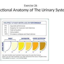 Nephron unlabeled urinary kidney biologycorner