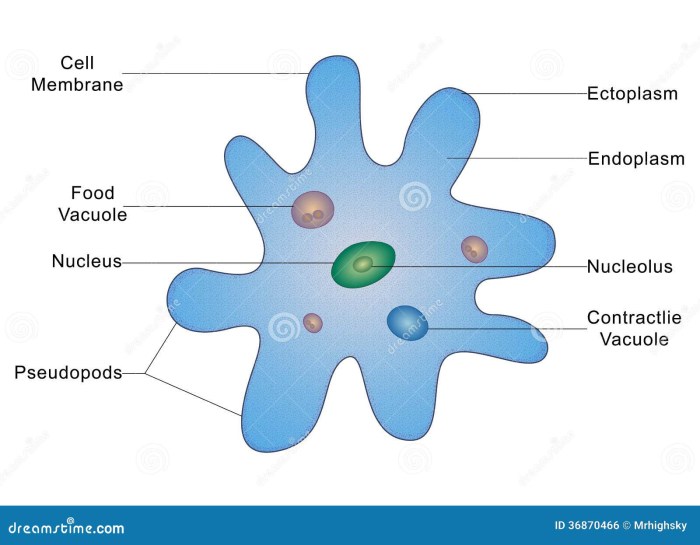 Color the cellular structures of the ameba answer key