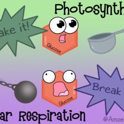 Amoeba sisters video recap photosynthesis and cellular respiration comparison