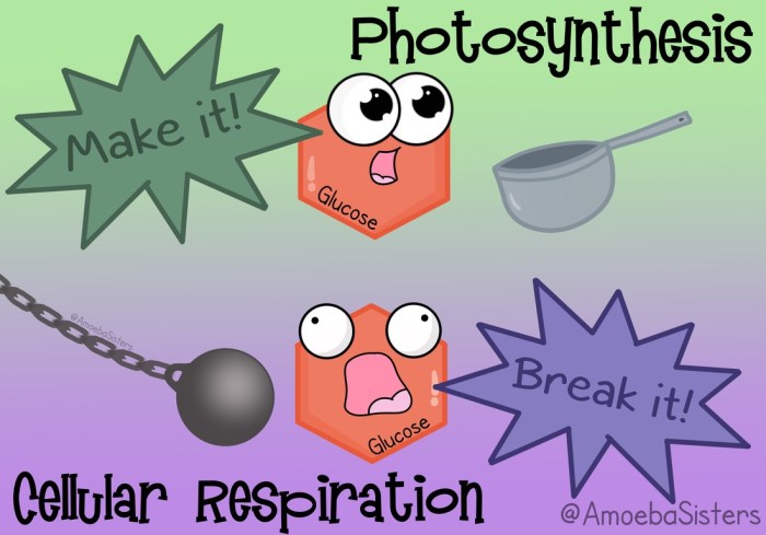 Amoeba sisters video recap photosynthesis and cellular respiration comparison