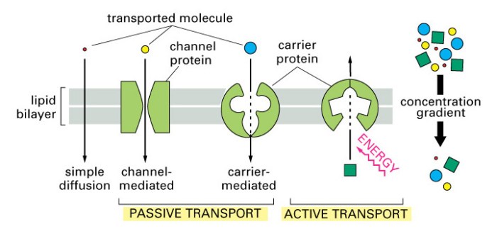 All of the following describe transport proteins except